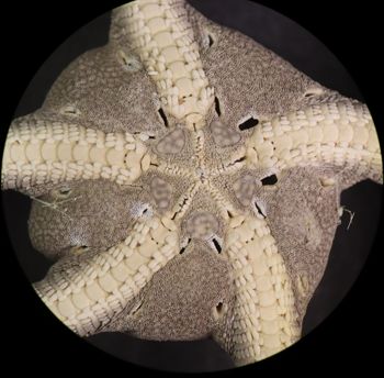 Media type: image; Invertebrate Zoology OPH-6150